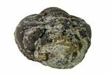Bargain, Wide, Enrolled Morocops Trilobite - Morocco #157045-1